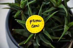 Brož "prima den"